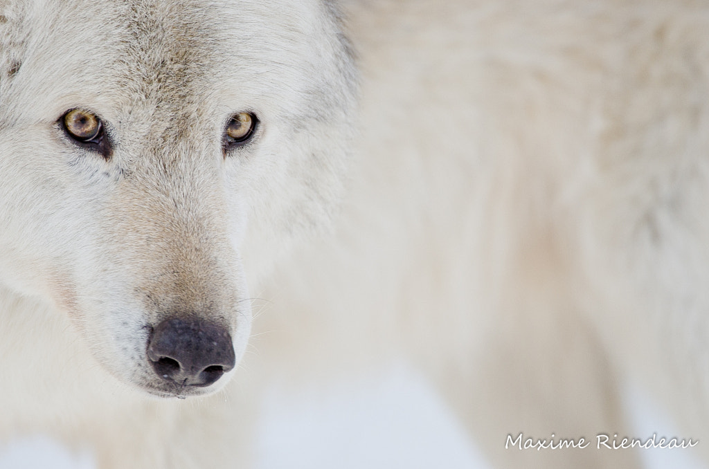 Wolf eyes by Maxime Riendeau on 500px.com