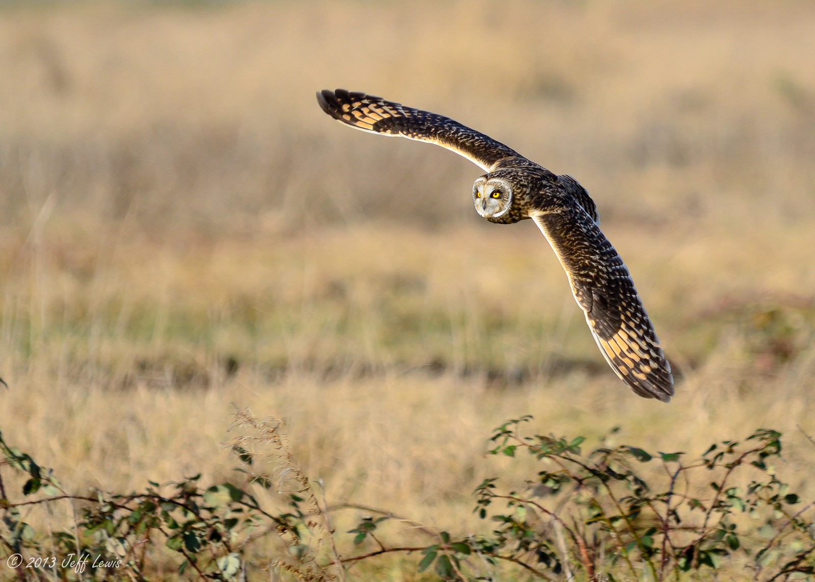 Short-eared Owl