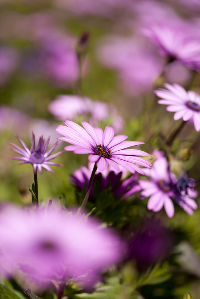 Purple daisy by 135pixels Eduardo Gonzalez on 500px.com