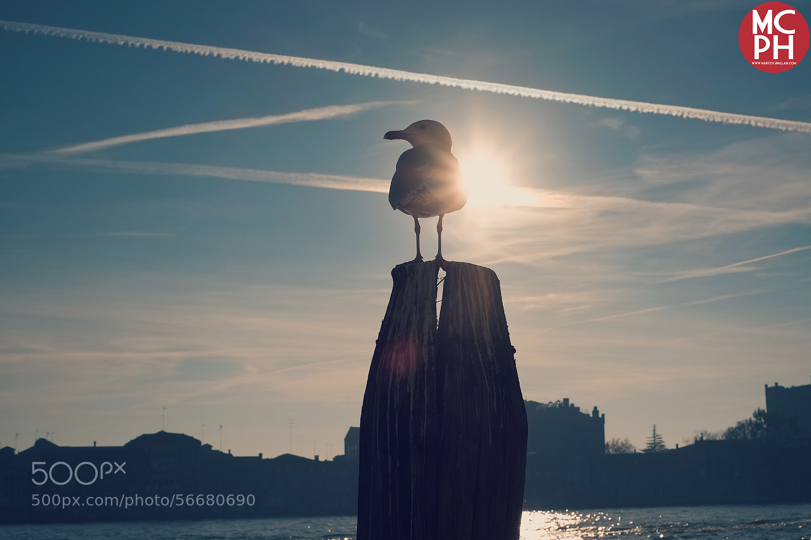 Fujifilm X-E1 sample photo. Venice seagull photography