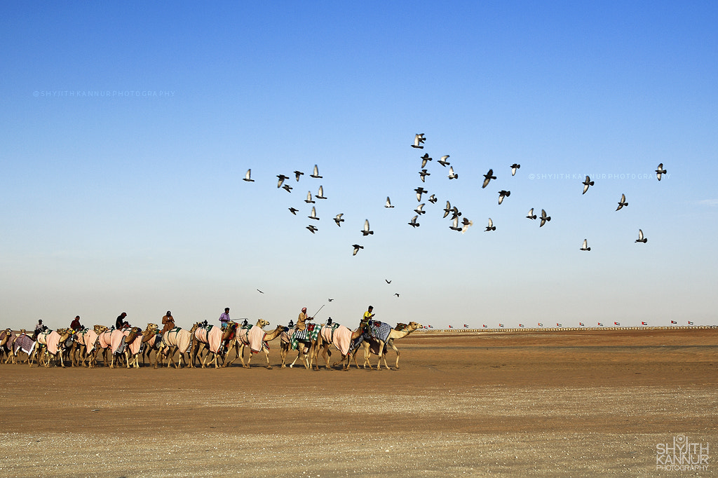 Al dhafra camel festival