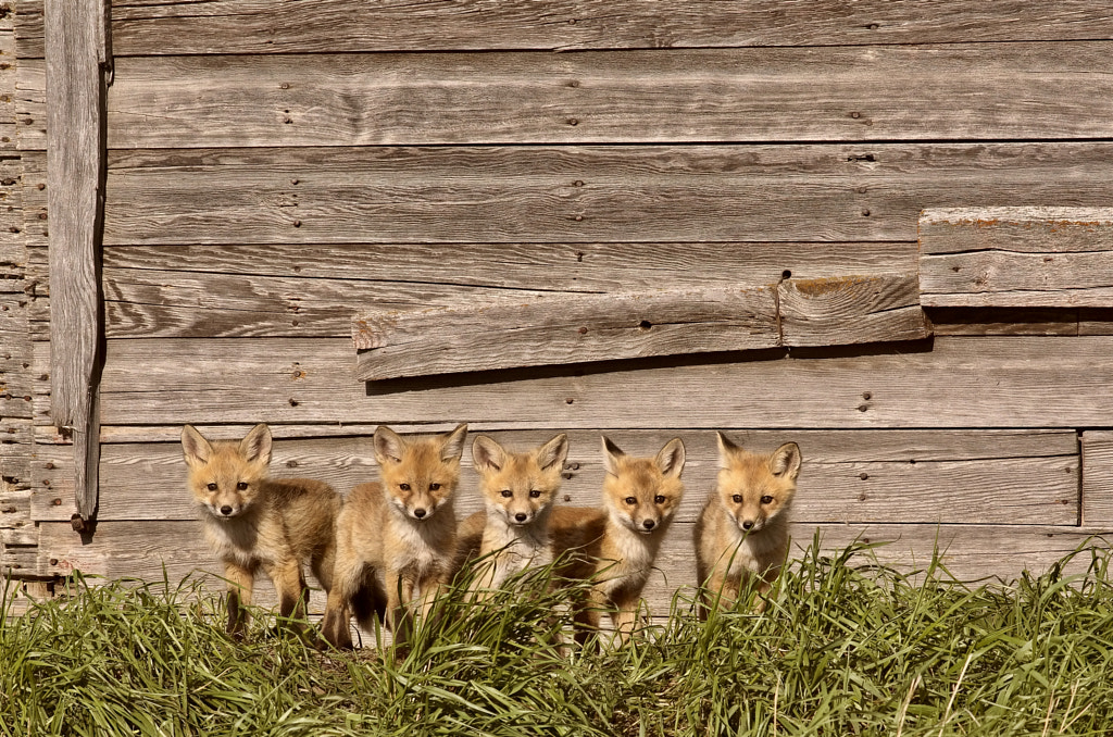 Fox Kits Saskatchewan Canada by Mark Duffy on 500px.com