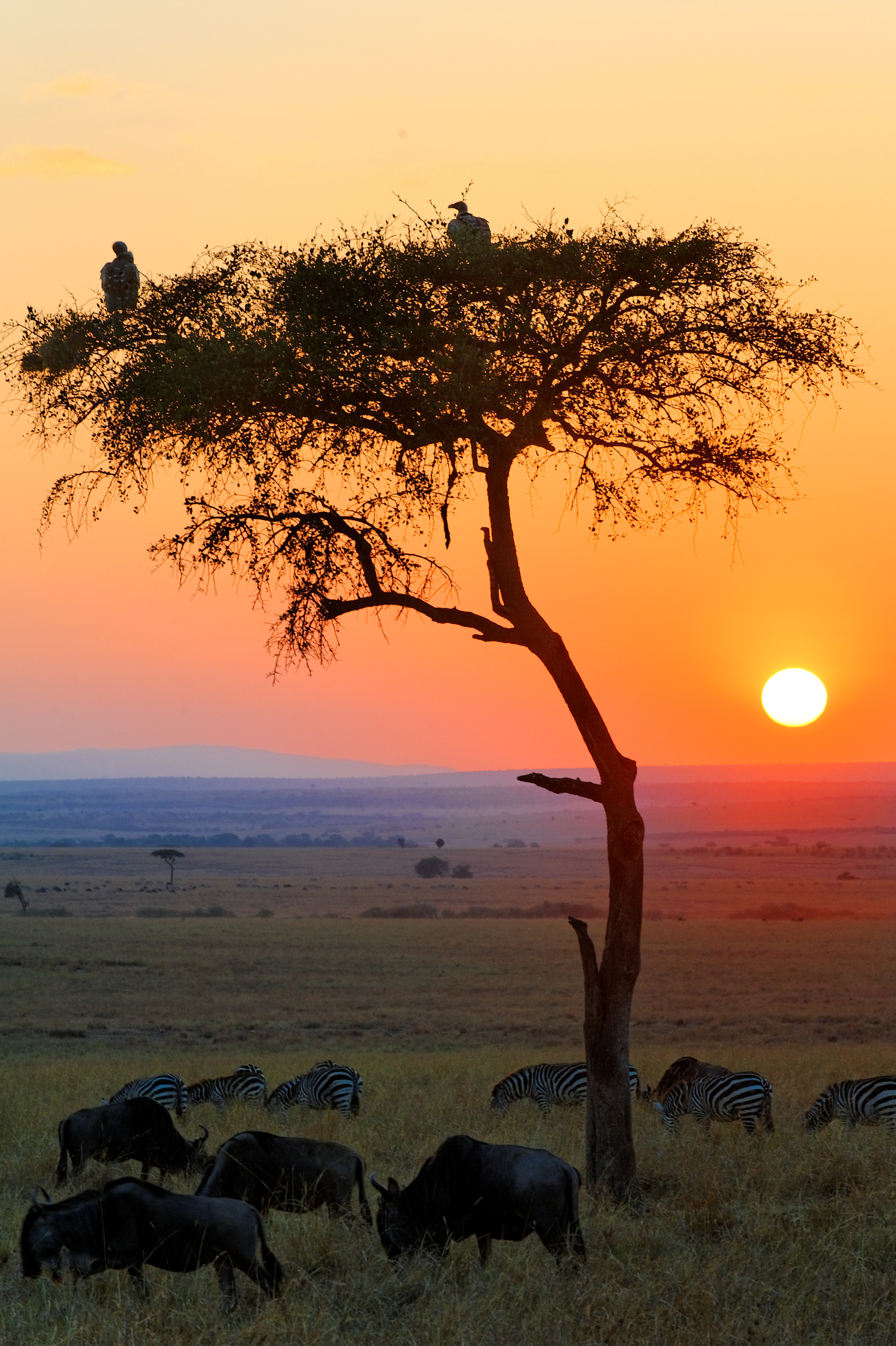 Sunrise in the African Savannah by Fly Traveler - Photo 56735228 / 500px