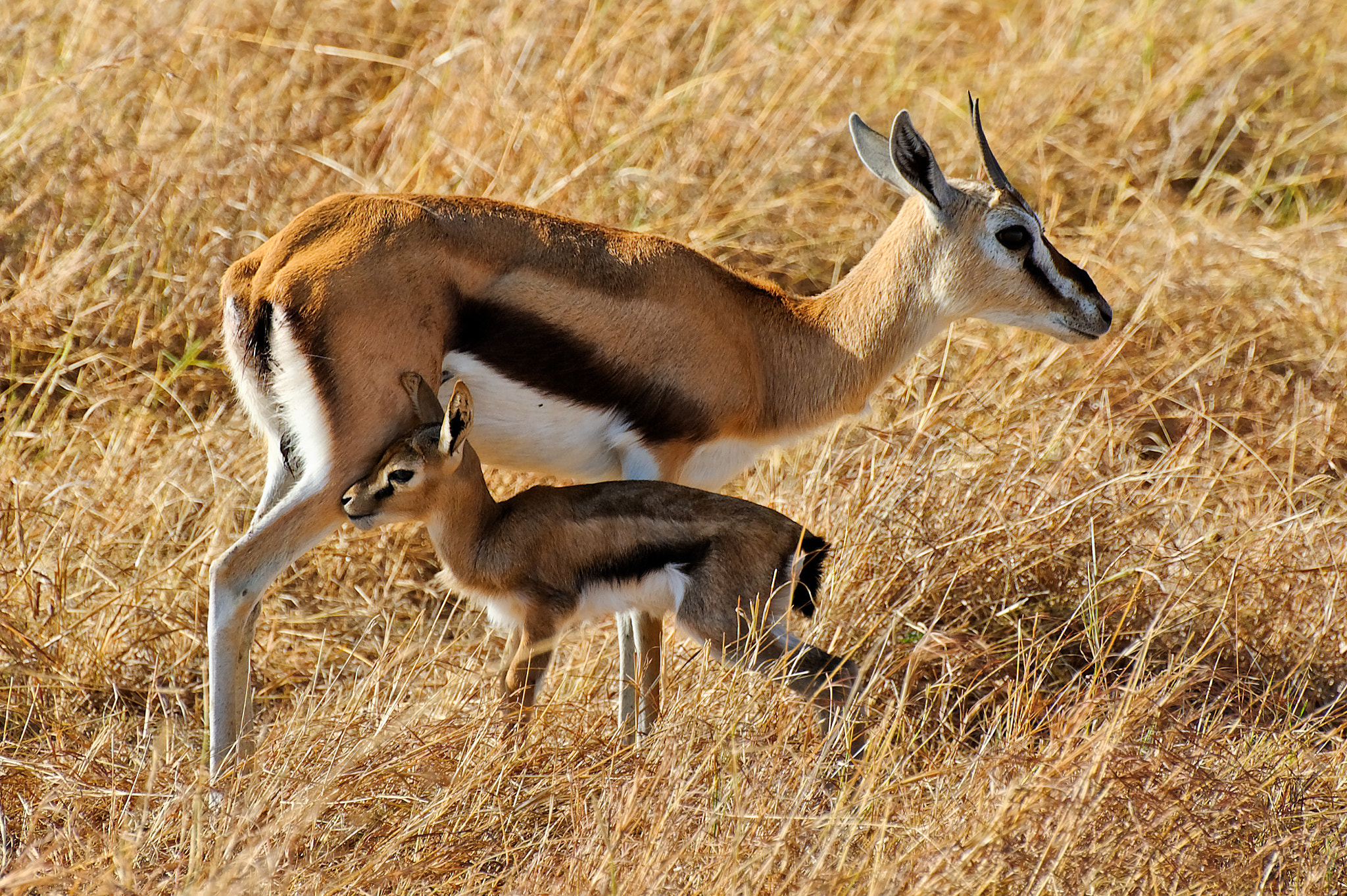 gazelle baby