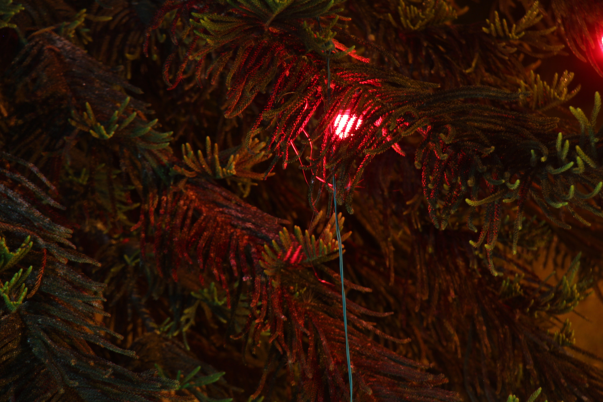 Canon EOS 650D (EOS Rebel T4i / EOS Kiss X6i) sample photo. Christmas photography