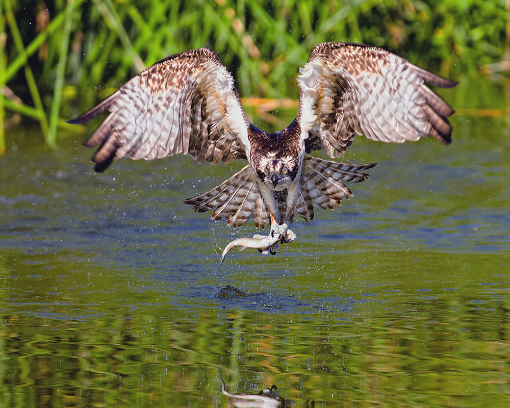 Got Lunch by Andrew J. Lee on 500px.com