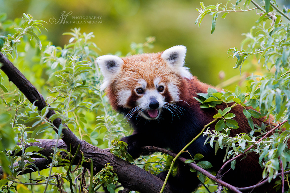 Photos Of Red Pandas Slacking Off That Are Really Cute 500px