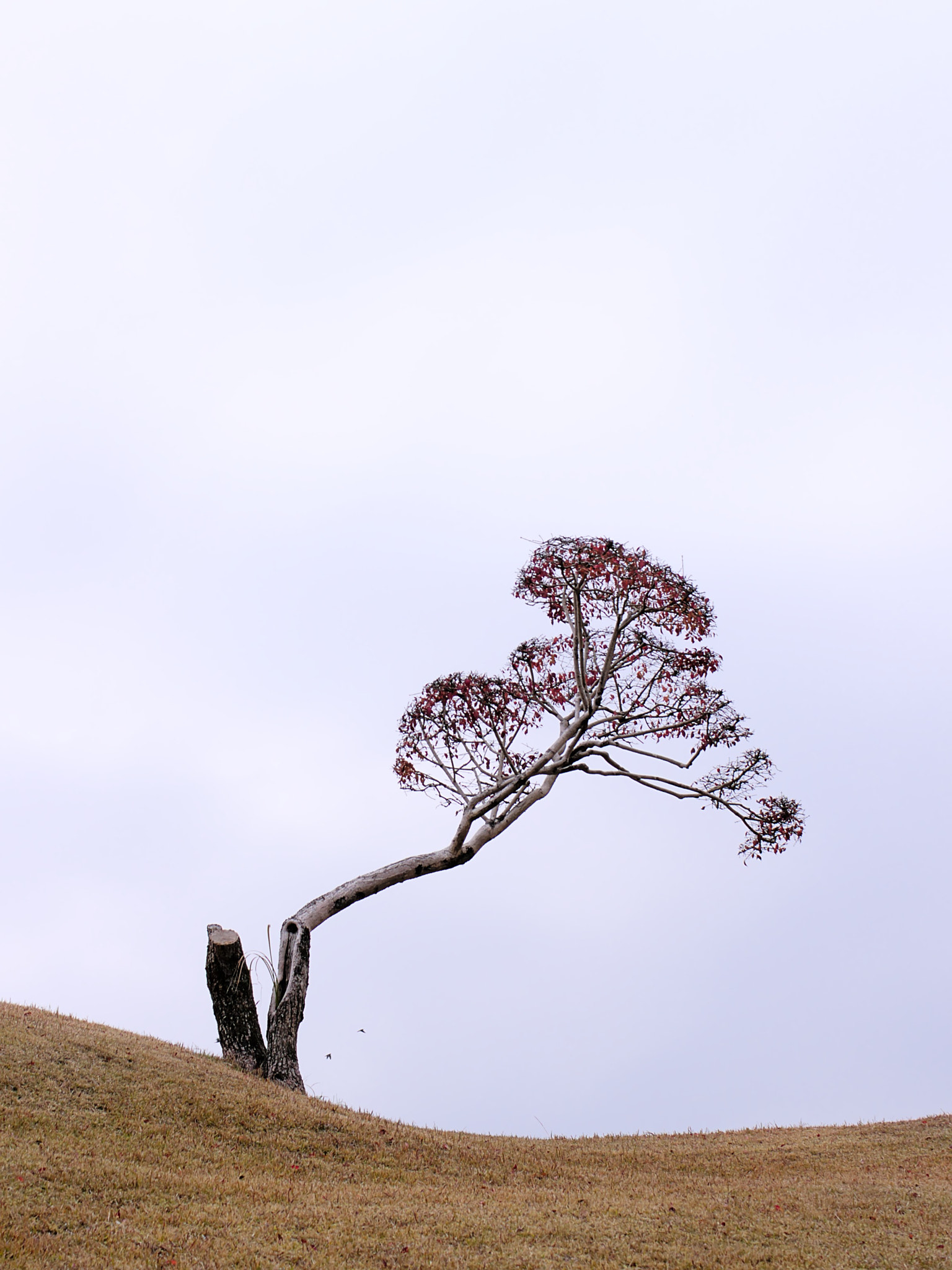 lonely tree in Suizenji