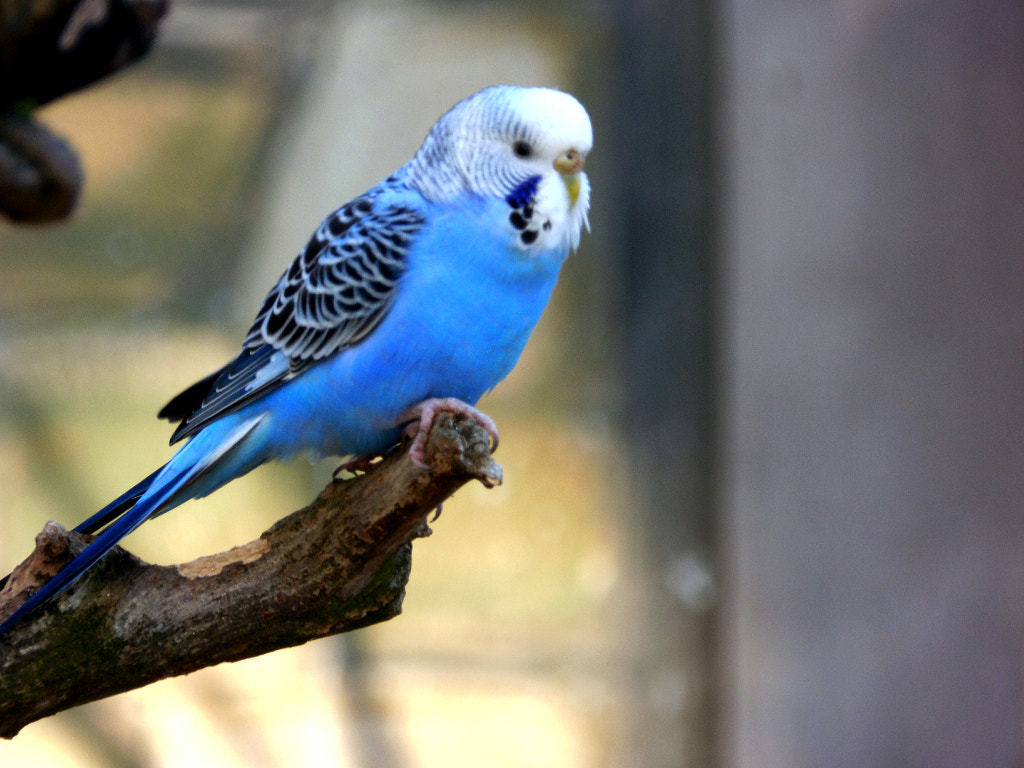 Blue Budgie By Wonderful Dream Picture 500px