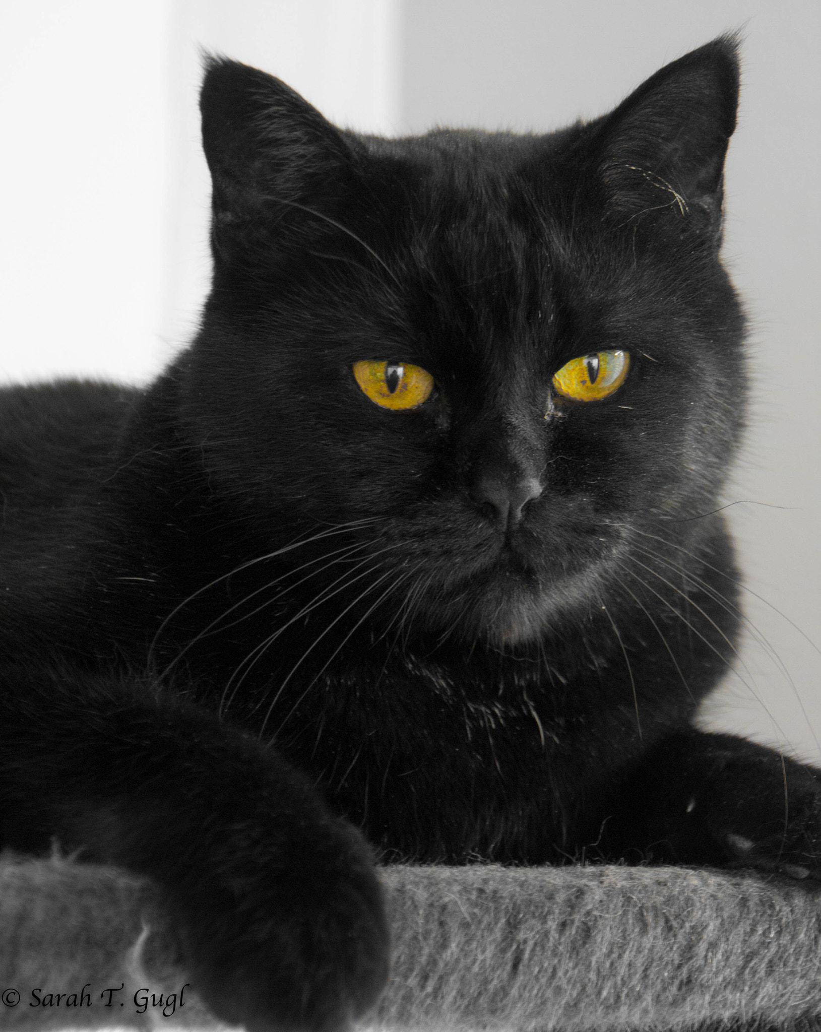 Canon EOS 450D (EOS Rebel XSi / EOS Kiss X2) sample photo. My cat photography