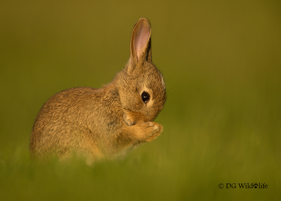 Praying Rabbit By Dalia Kvedaraite - Photo 57008006   500px