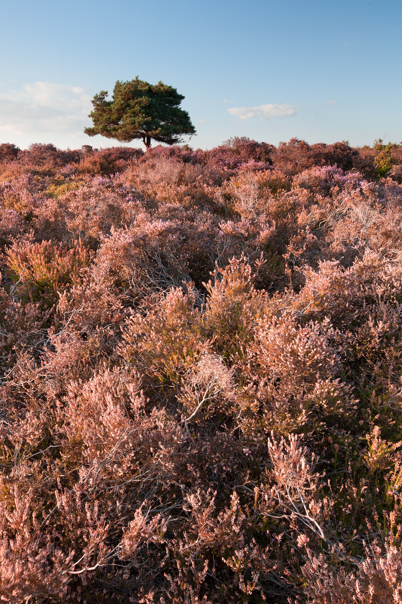 Nikon AF-S Nikkor 16-35mm F4G ED VR sample photo. Dunwich photography