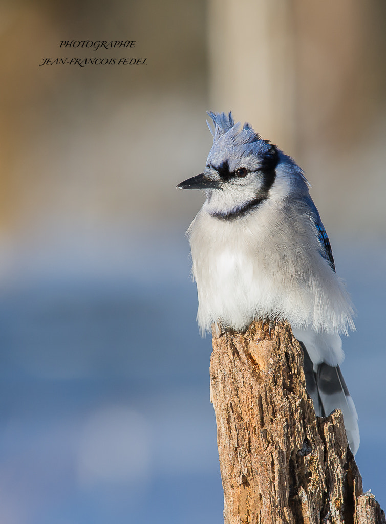 Jean Francois Fedel Jeffbusa Profile 500px