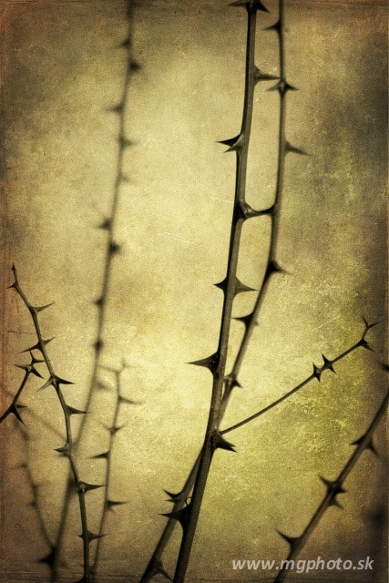 ... thorny path ...