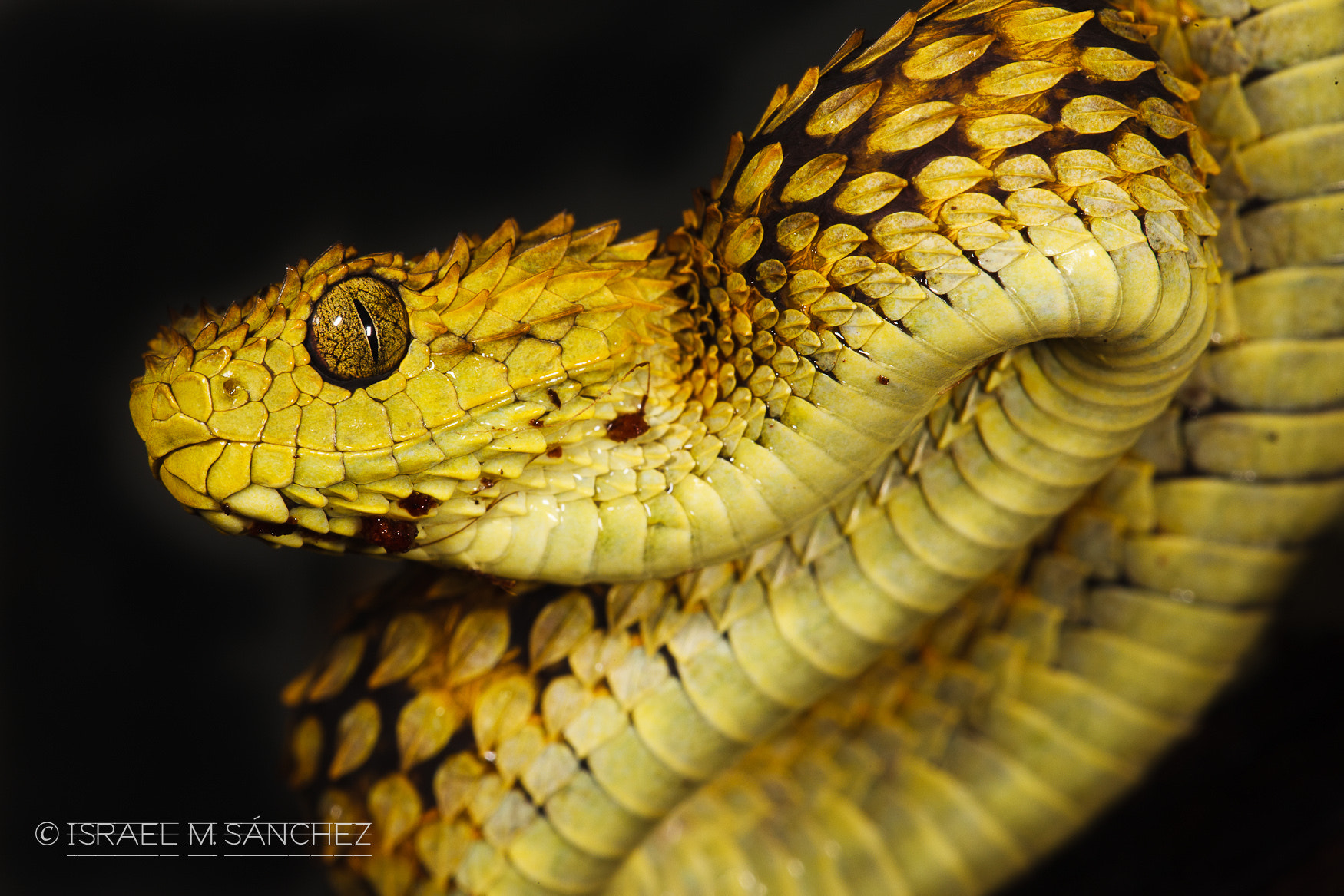 Variable Bush Viper by Israel M. Sánchez - Photo 57276558 / 500px