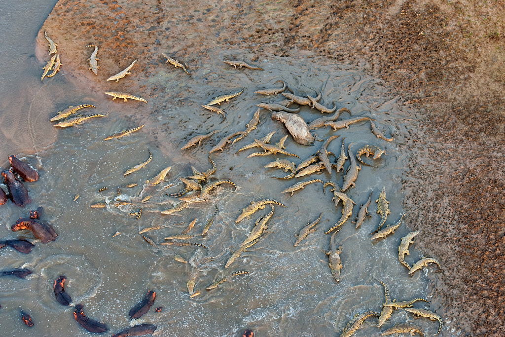 Feast of the crocodiles by Marc MOL on 500px.com