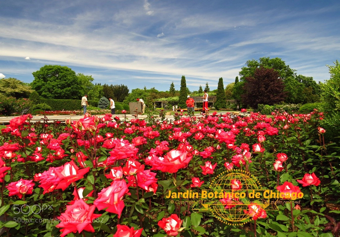 Canon PowerShot SX50 HS sample photo. The rose garden photography