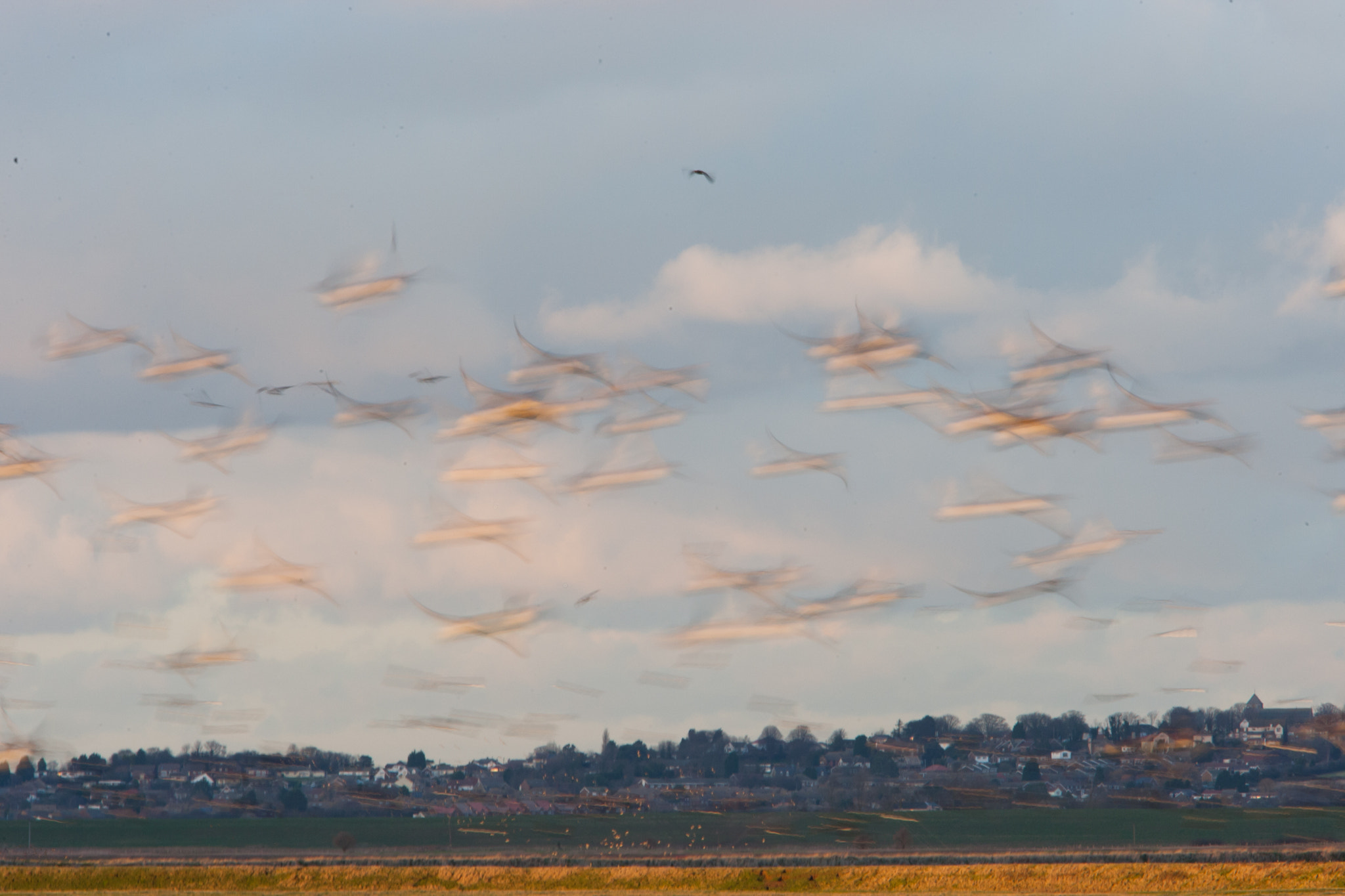 Canon EOS-1D Mark III + Canon EF 70-200mm F2.8L IS USM sample photo. Flight photography