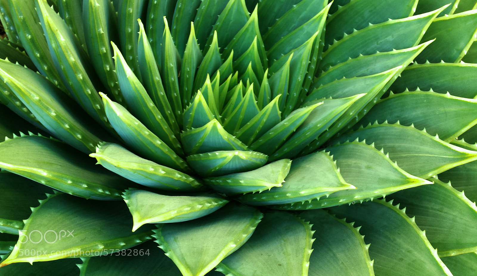 Samsung Galaxy S4 sample photo. Symmetry in nature photography