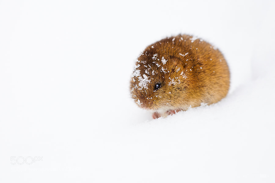 Snow Vole by Irene Mei