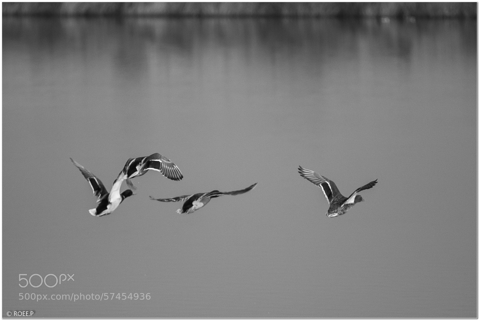 Canon EOS 60D sample photo. Quartet photography