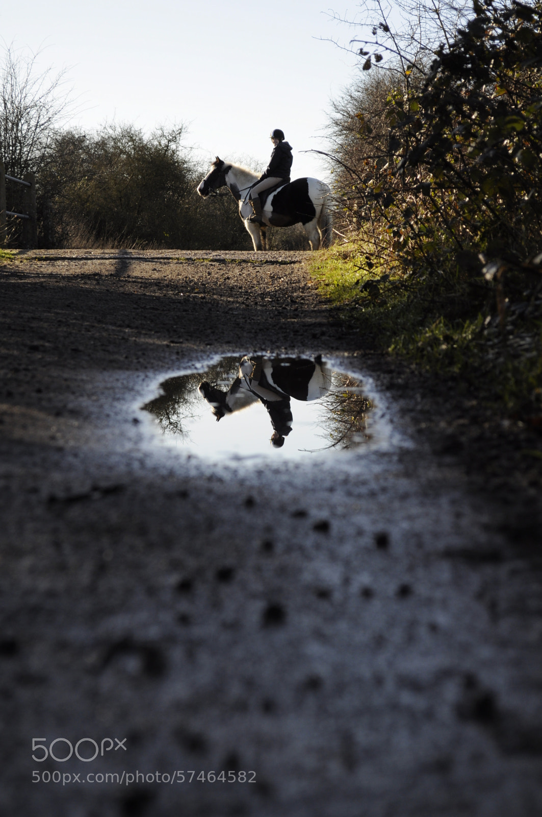 Nikon D5000 sample photo. Pony puddle photography
