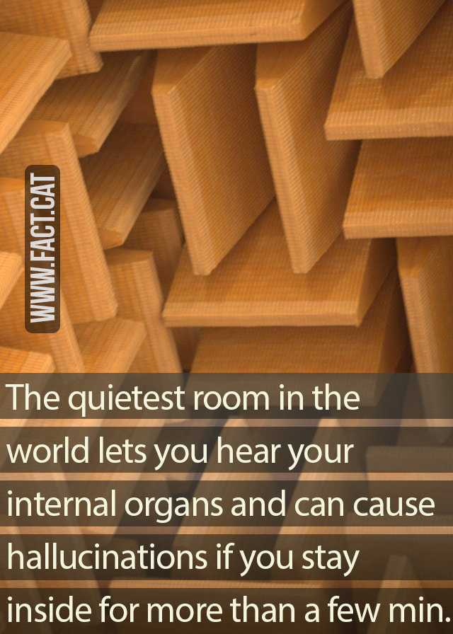 The Quietest Room In The World Lets You Hear Your Internal