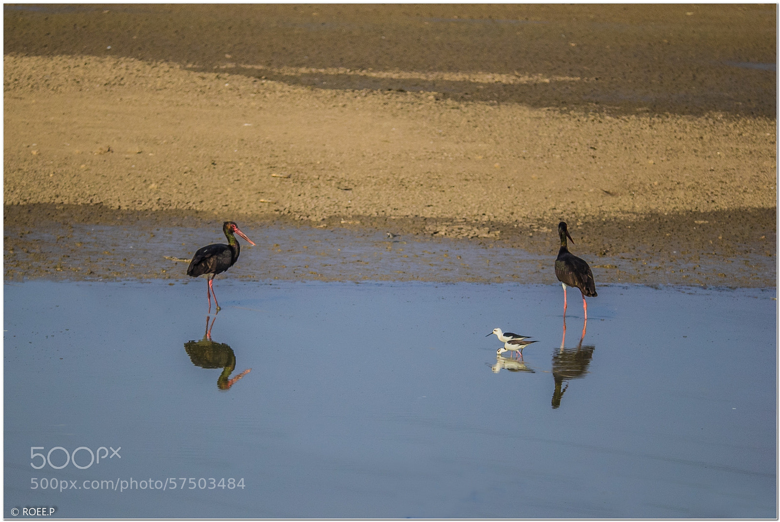 Canon EOS 60D sample photo. 2 pairs photography