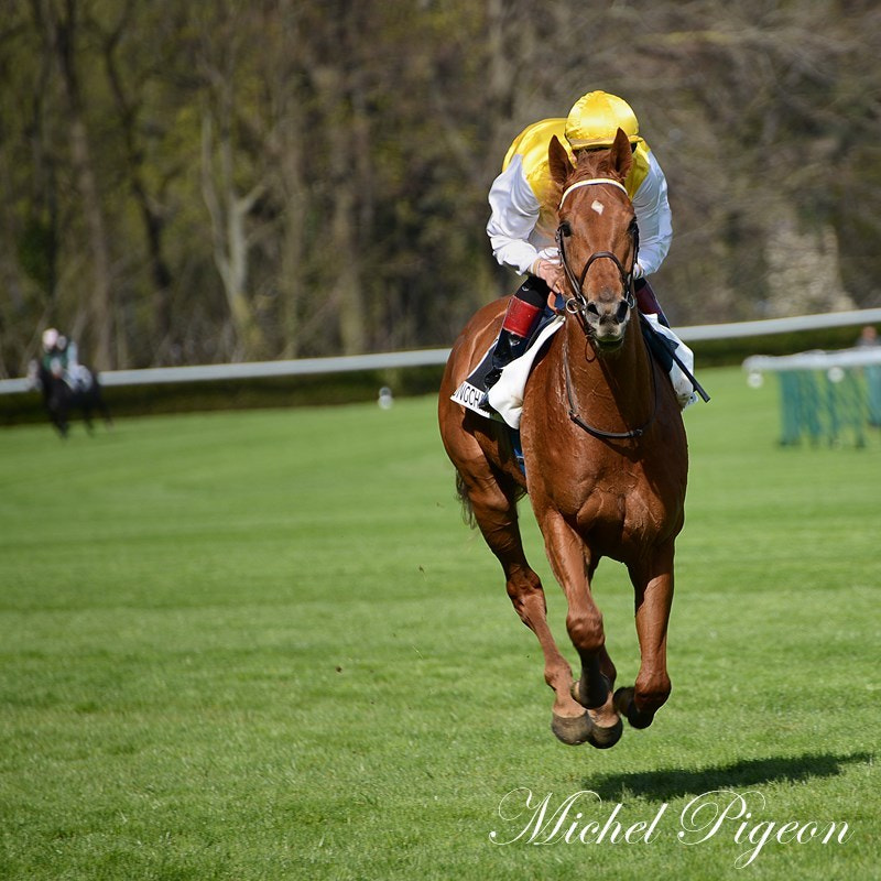 Nikon D600 + Tamron SP 70-300mm F4-5.6 Di VC USD sample photo. Horse race in longchamp photography