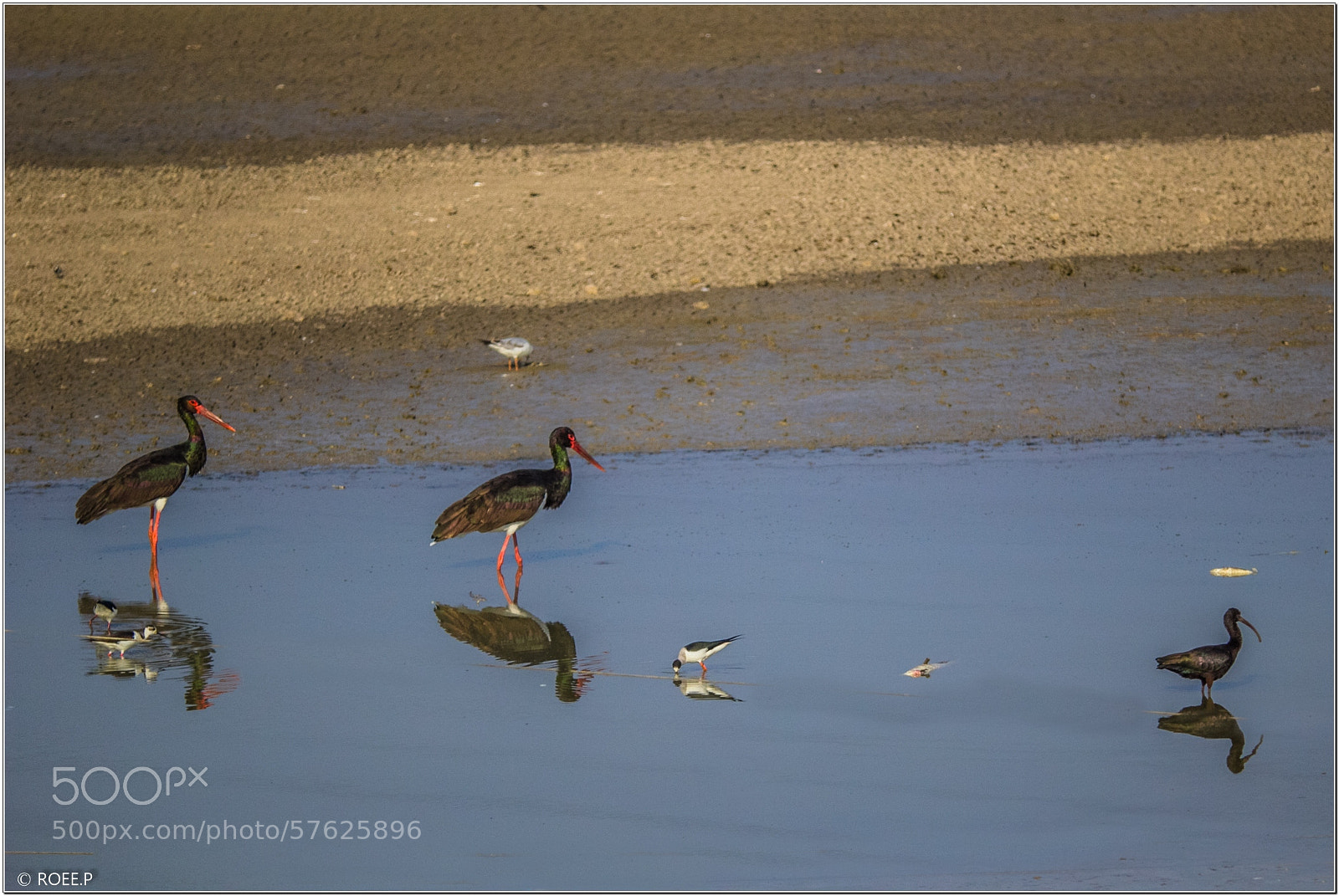 Canon EOS 60D sample photo. 2 storks and fellows photography