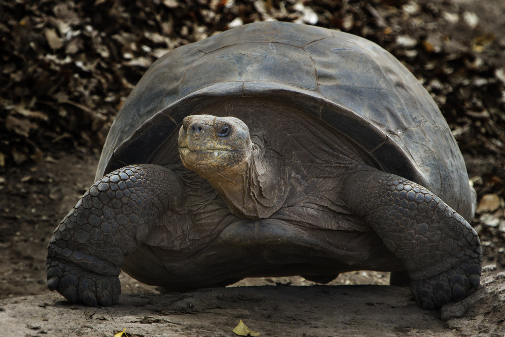 Photograph Galapagos - tortuga gigante by Bernardo Dominguez on 500px