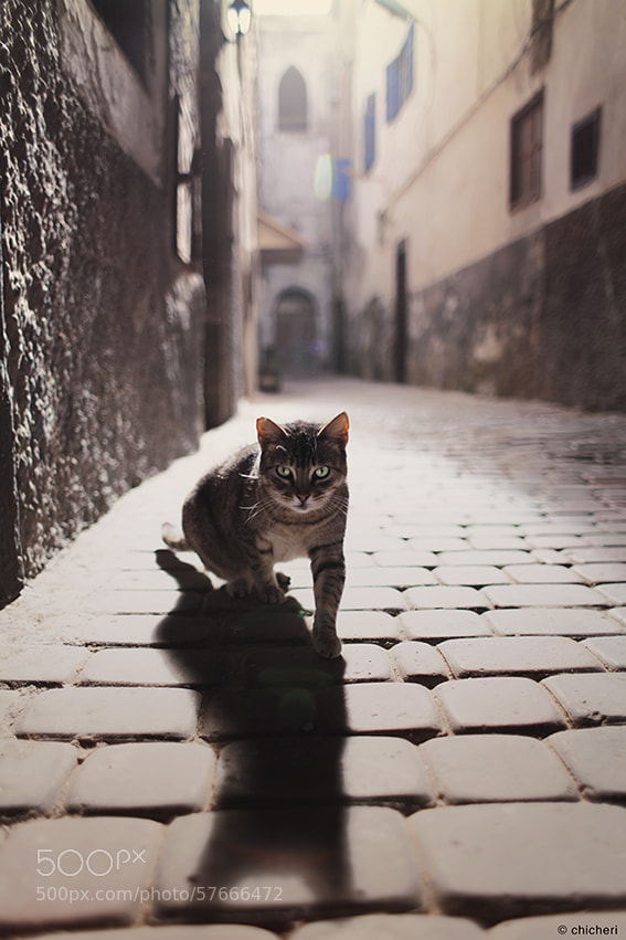 Canon EOS 5D Mark II sample photo. *** photography