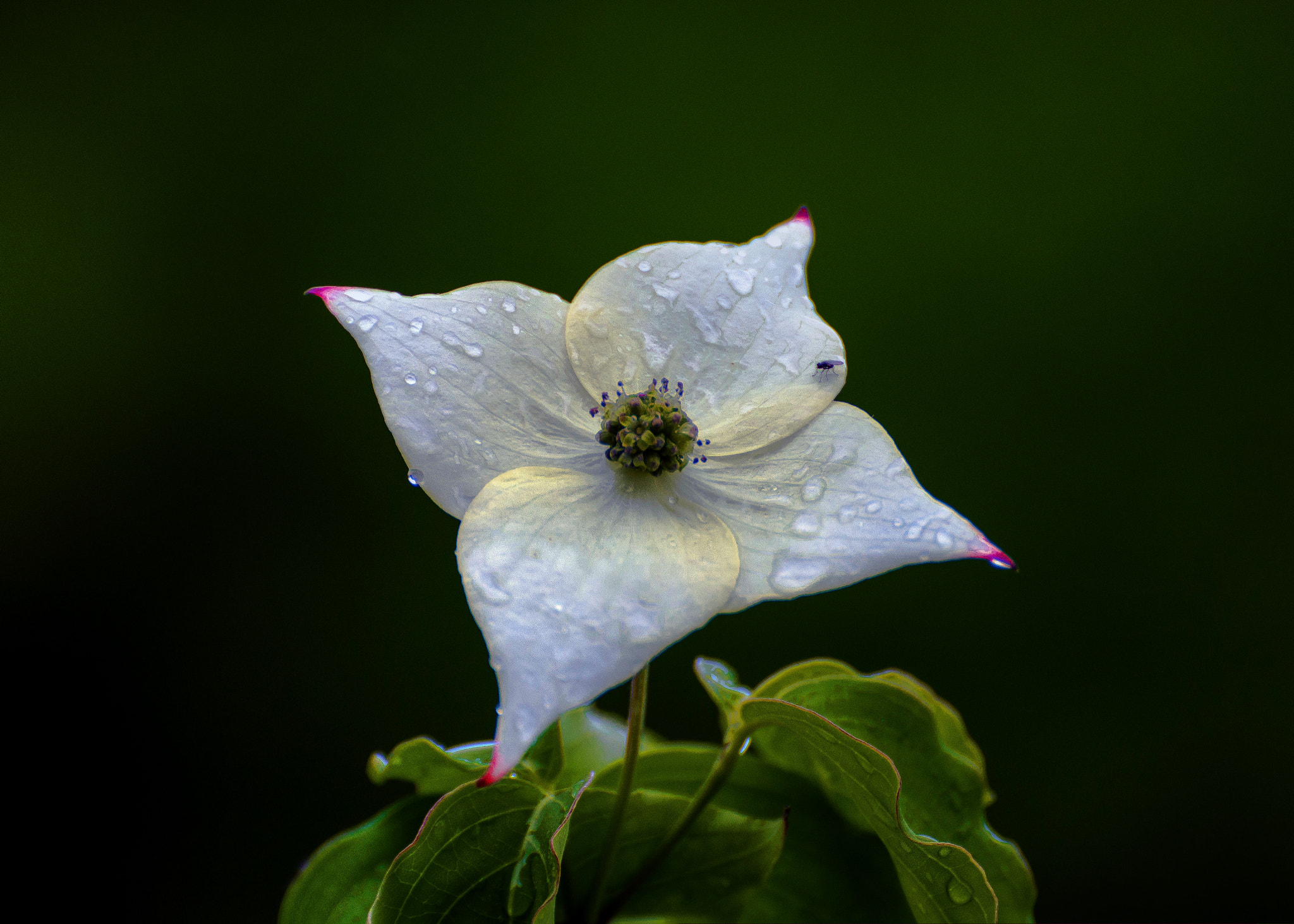 Nikon D600 sample photo. Wb photography