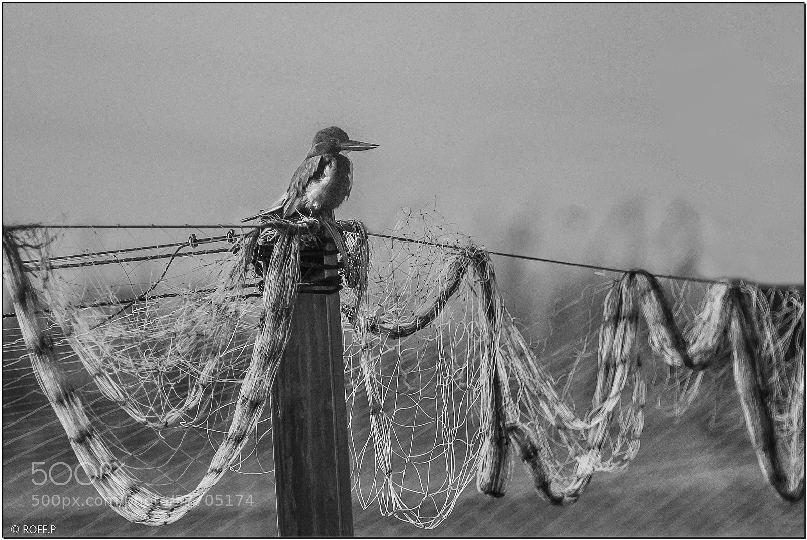 Canon EOS 60D sample photo. King photography