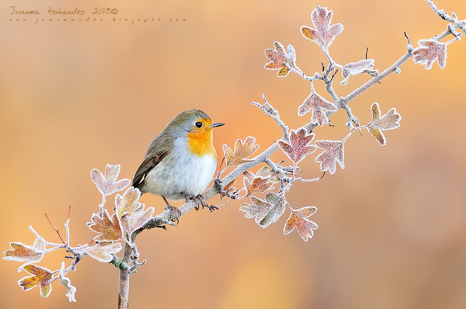 Petirrojo sobre majuelo helado by Juanma Hernández on 500px.com