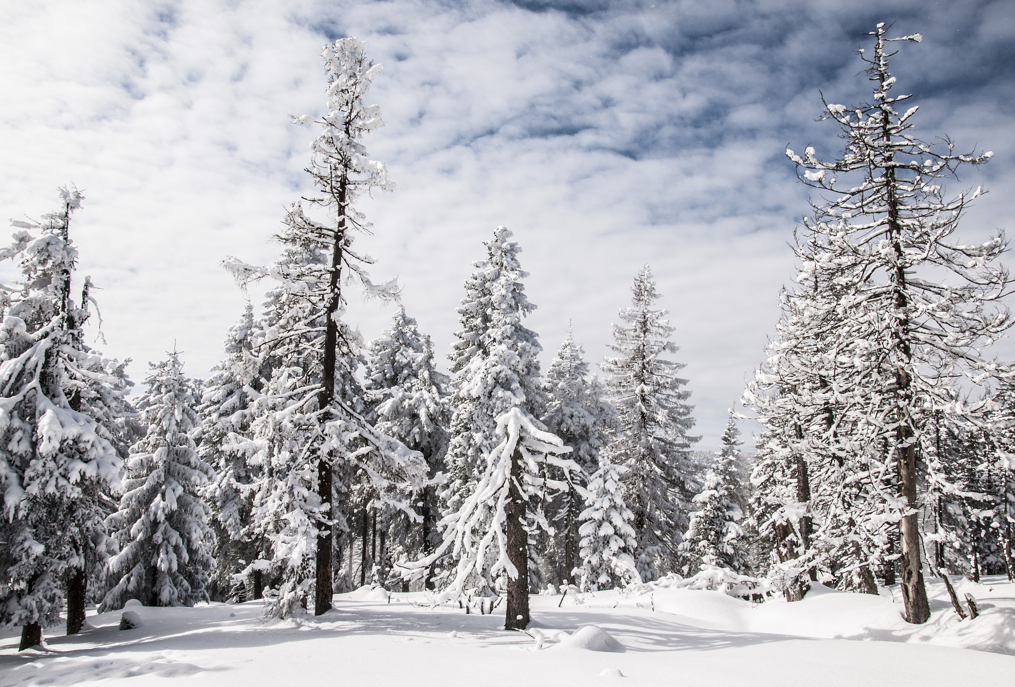 Winter in Harz