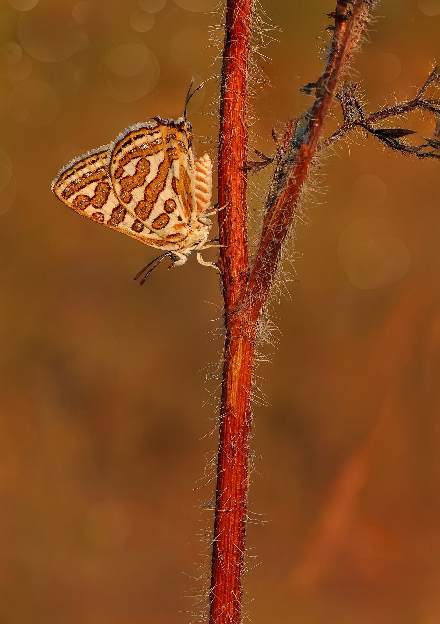 Cigaritis acamas