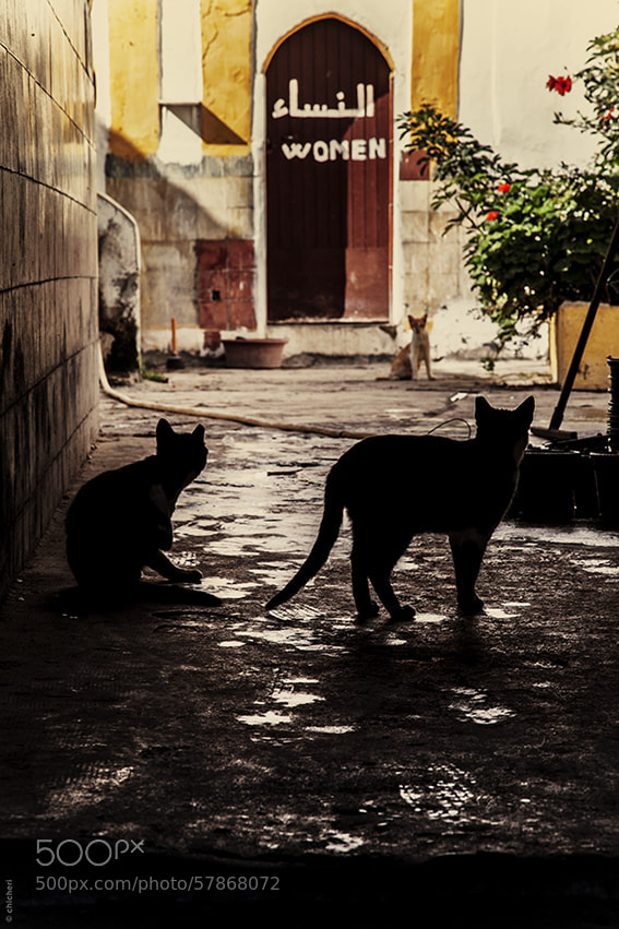 Canon EOS 5D Mark II sample photo. *** photography