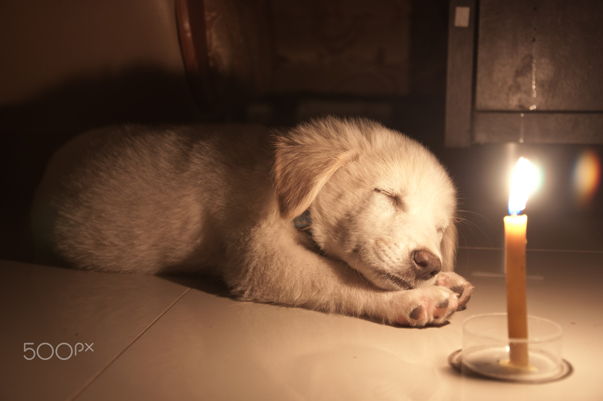 Sleeping puppy in candles light