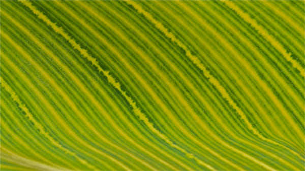 Variegation by Zack Parton on 500px.com