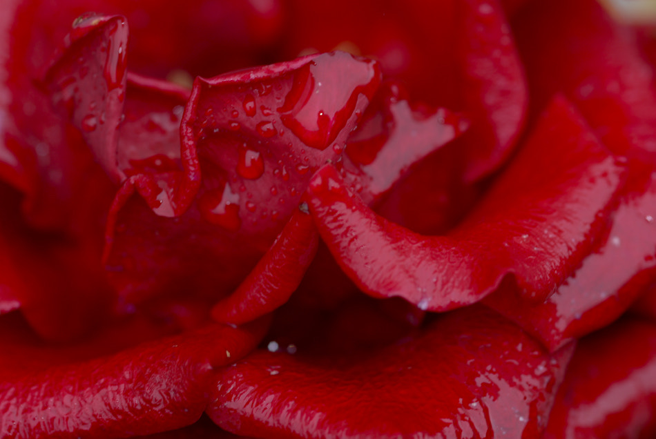 Nikon AF-S Micro-Nikkor 105mm F2.8G IF-ED VR sample photo. Catch drop photography
