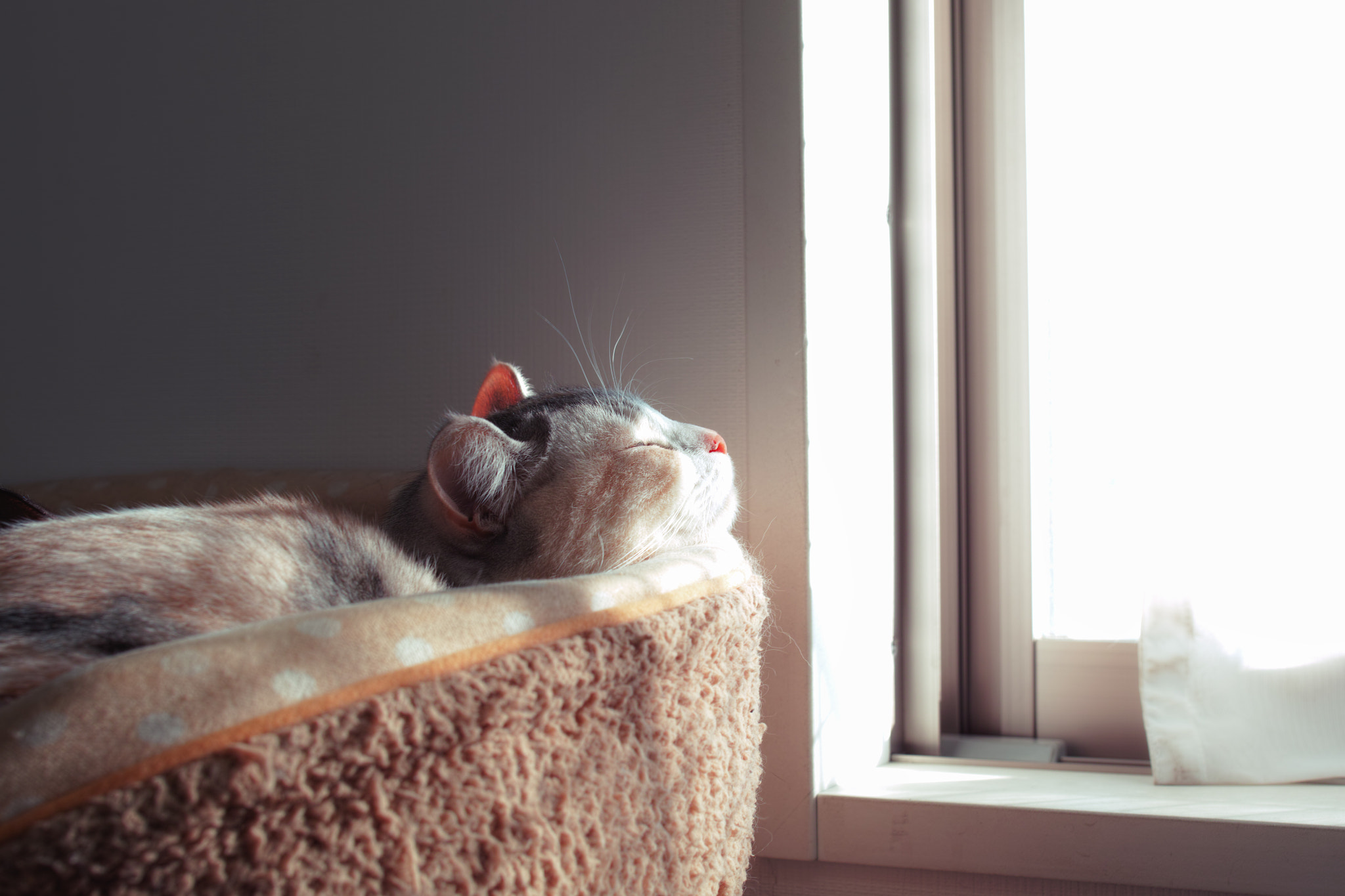 Sunshine