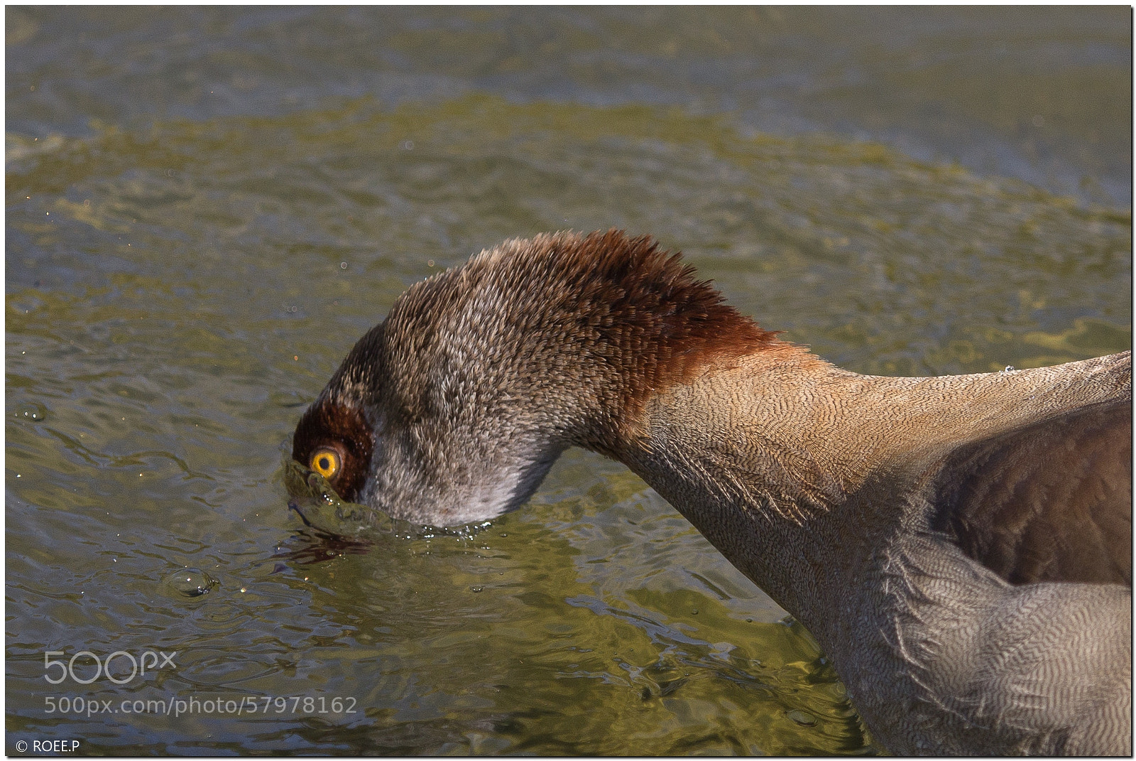Canon EOS 60D sample photo. Alopochen aegyptiacus photography