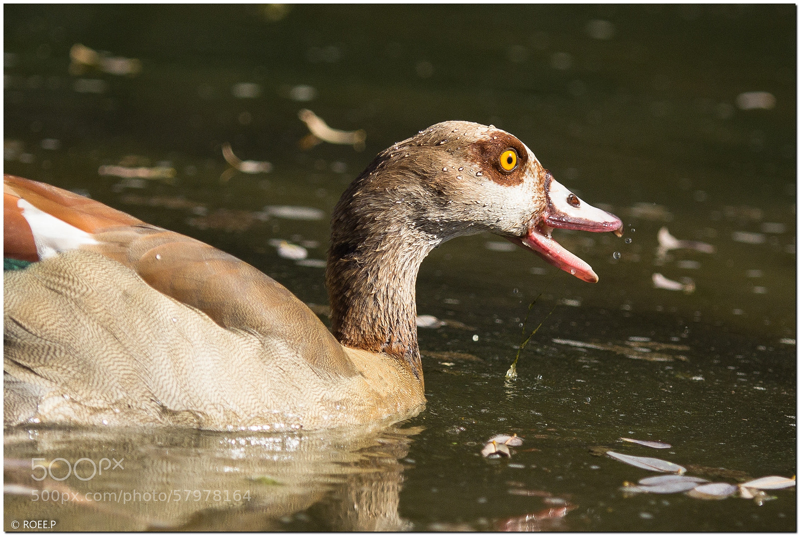 Canon EOS 60D sample photo. Alopochen aegyptiacus photography