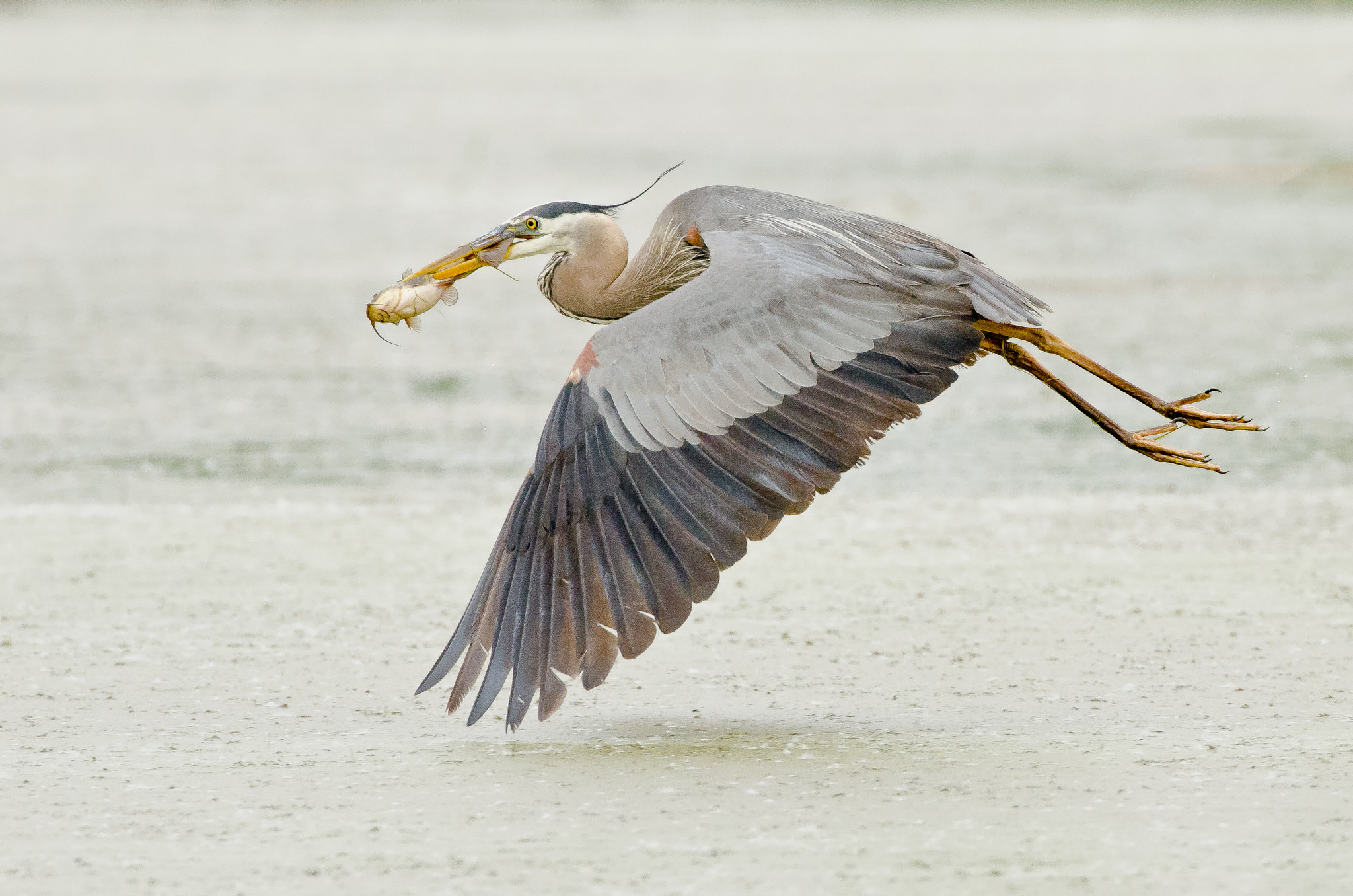 Heron lunch