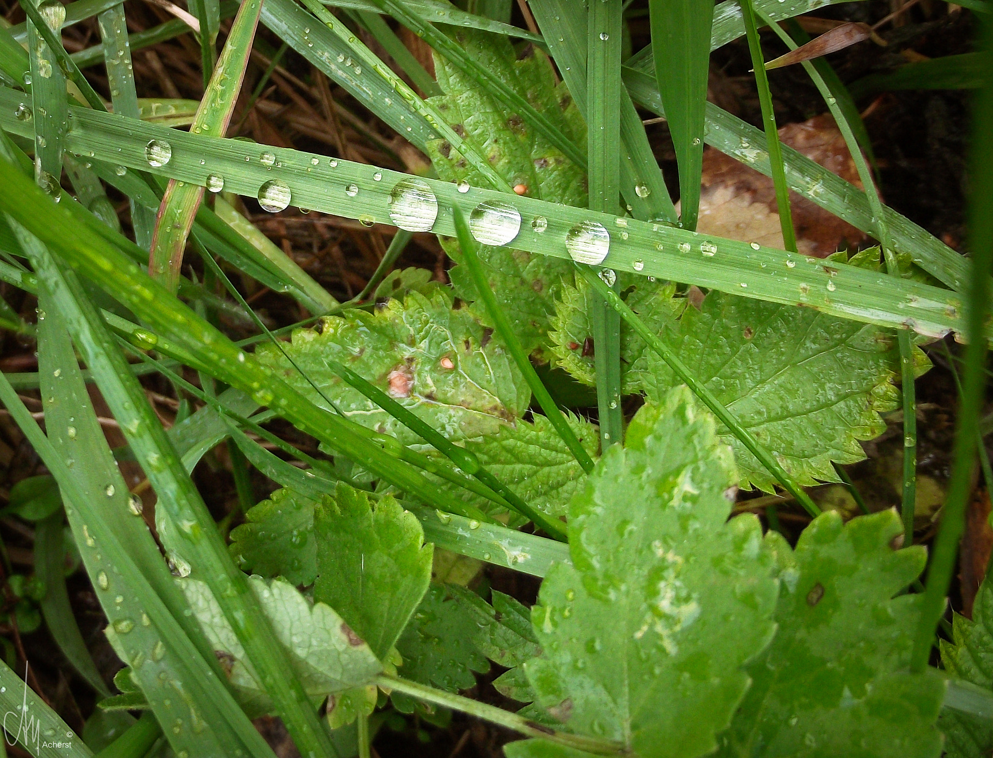 FujiFilm FinePix S2500HD (FinePix S2600HD) sample photo. After rain photography