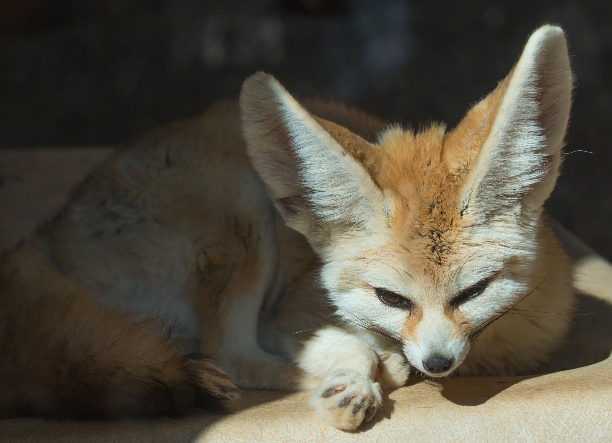 Fennec Fox