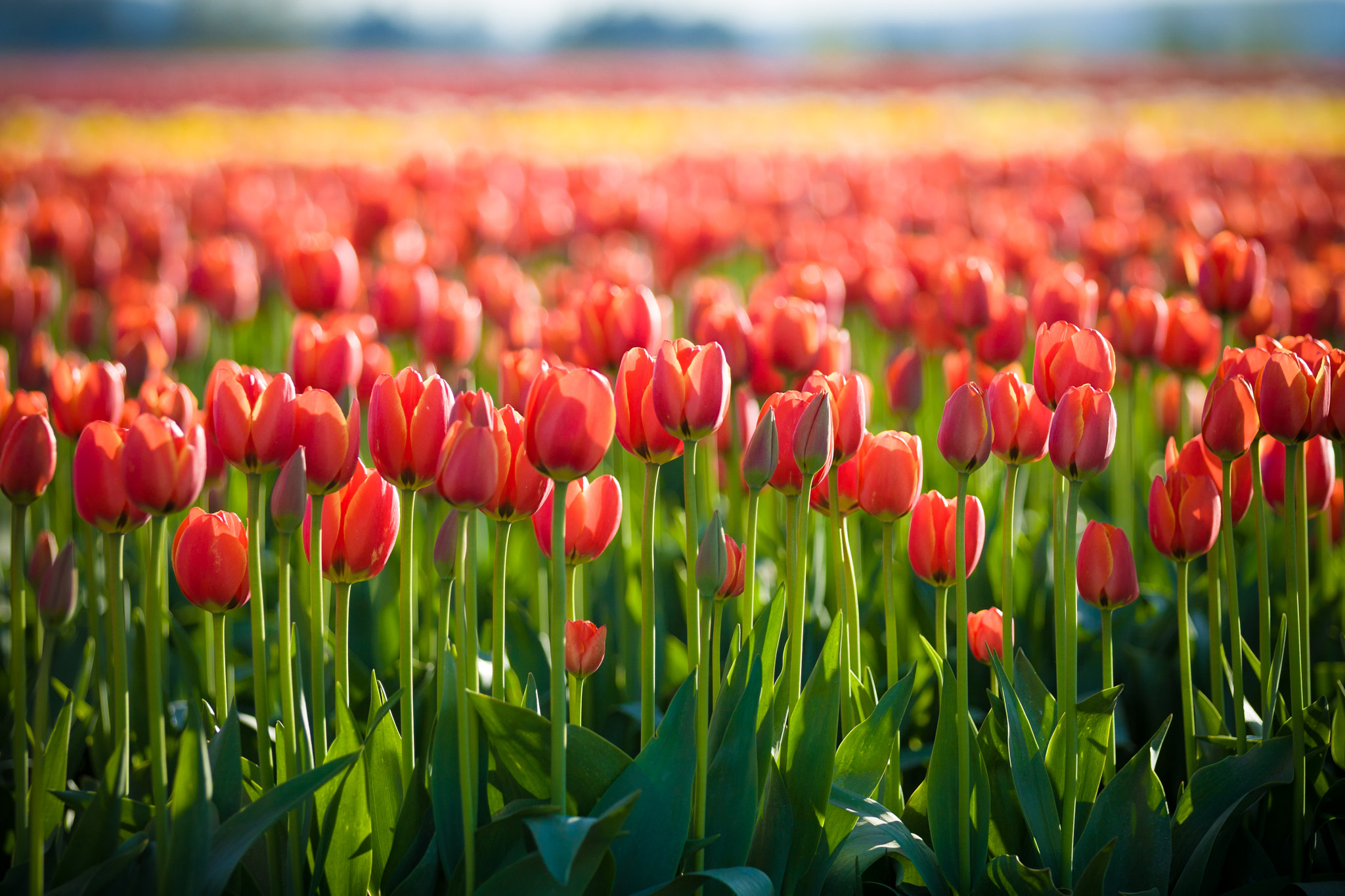 Tulips by Michael Fang / 500px