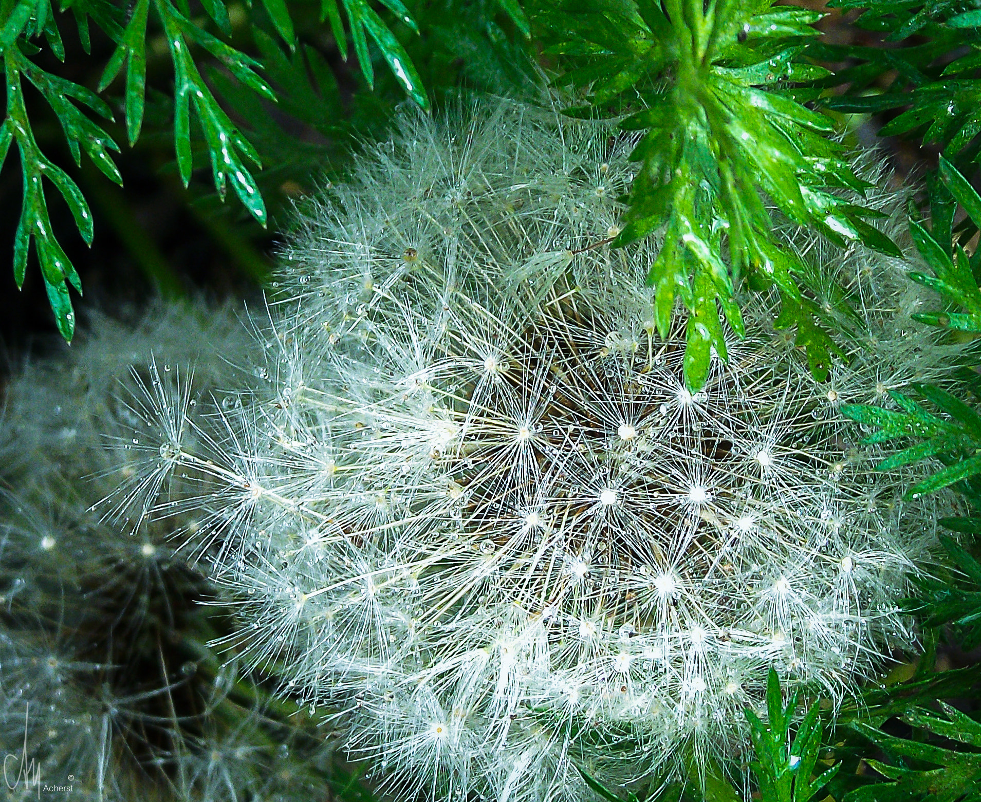 FujiFilm FinePix S2500HD (FinePix S2600HD) sample photo. After rain photography