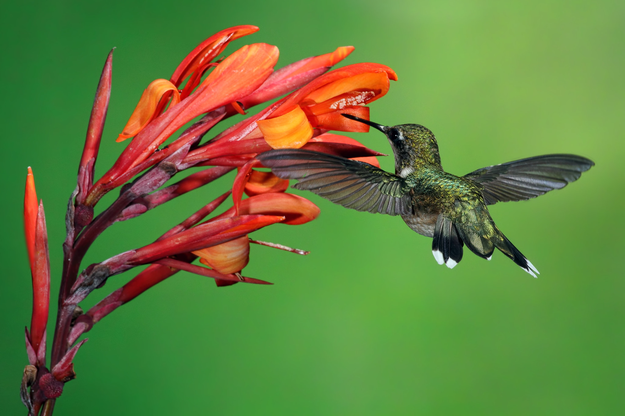 Hummingbird and Canna Lily by Mike Bons - Photo 58182124 / 500px